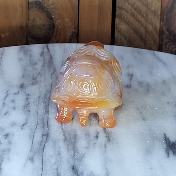 Xarnelian Land Tortoise - Picture 2 of 16